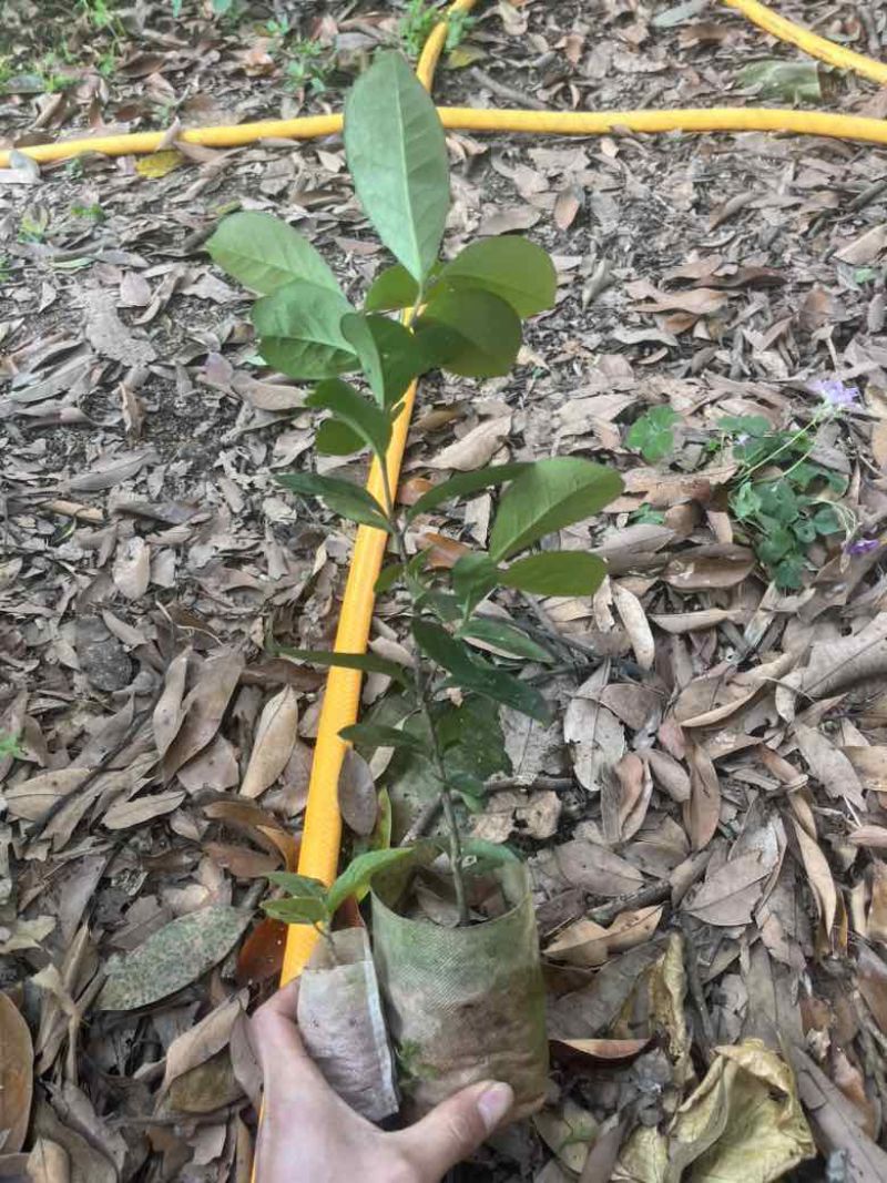 油茶苗