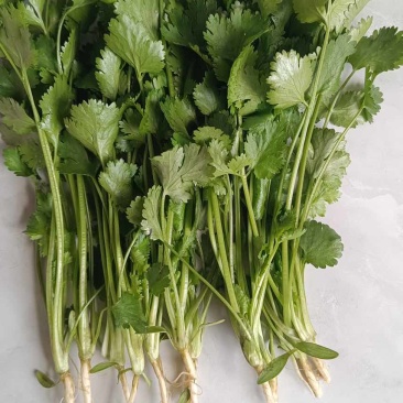 香菜