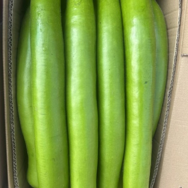 精品瓠子茄子大量上市