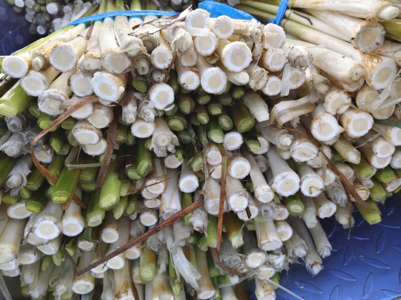 江苏淮安特产蒲菜