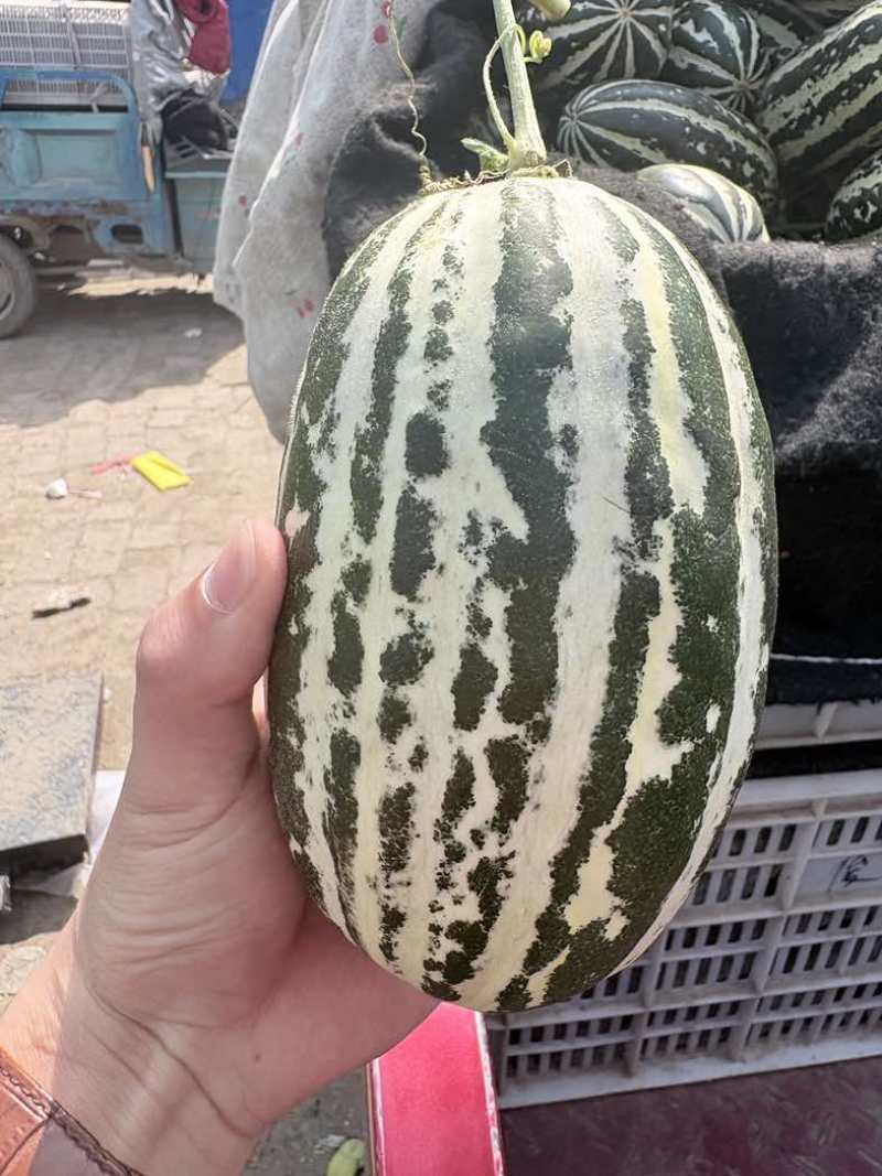 博洋九甜瓜大量现货，对接全平台电商多多仓
