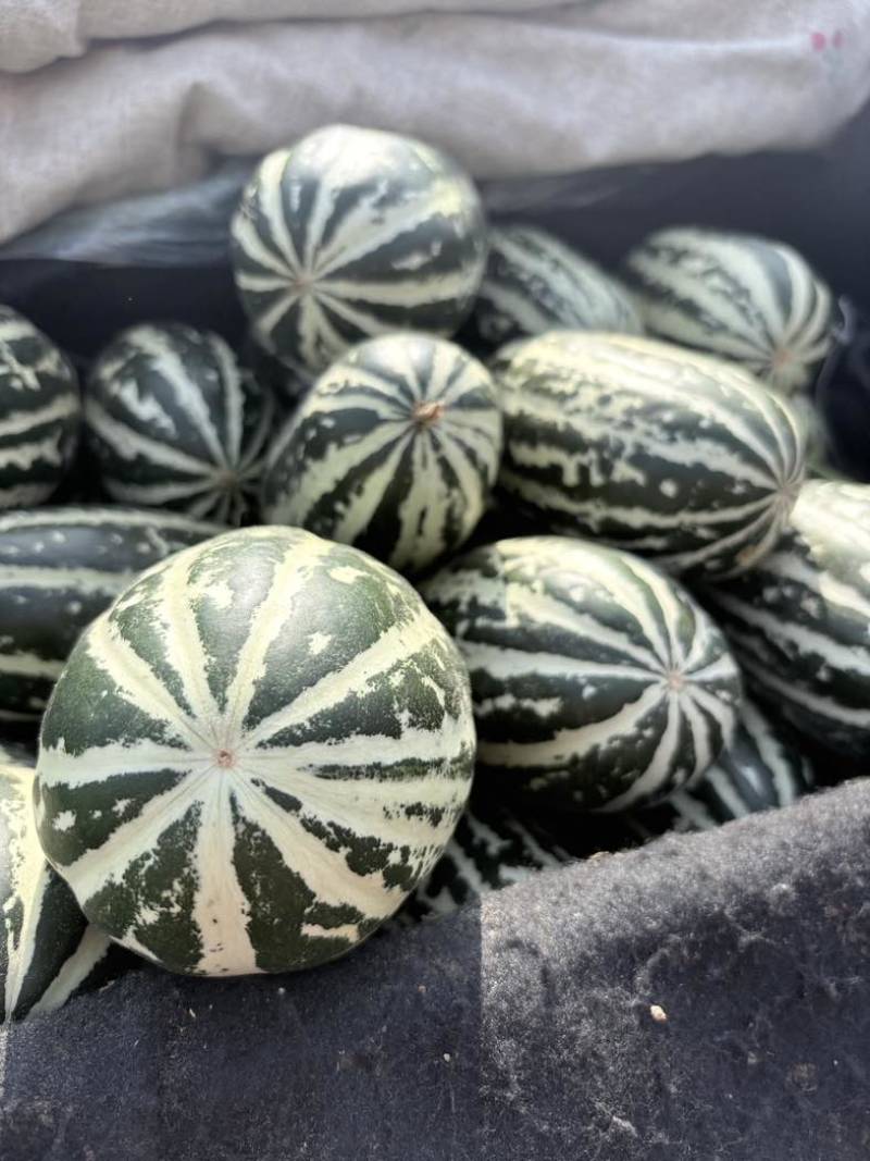 博洋九甜瓜大量现货，对接全平台电商多多仓