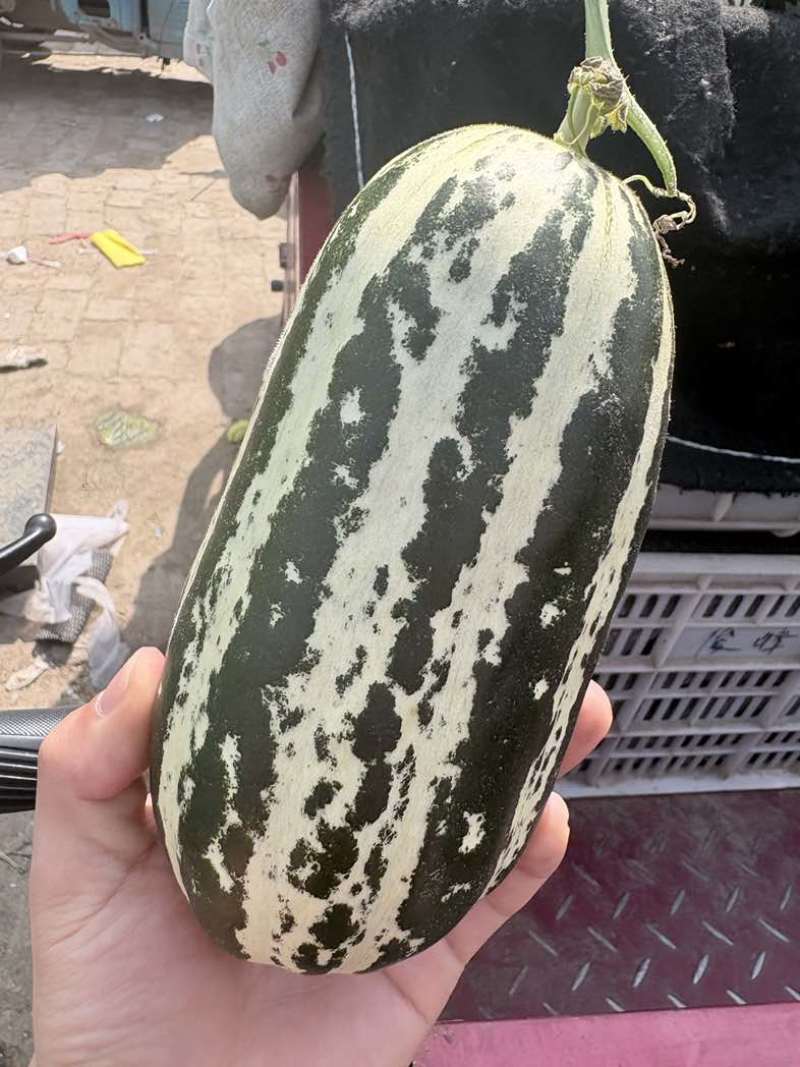 博洋九甜瓜大量现货，对接全平台电商多多仓