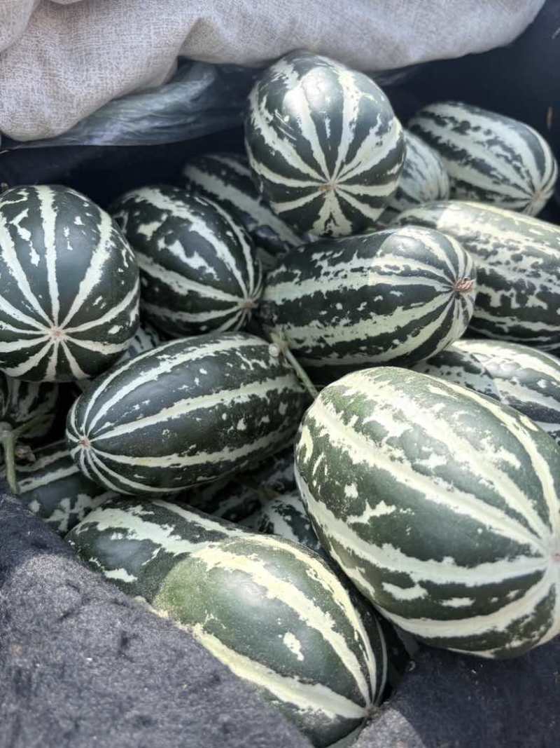 博洋九甜瓜大量现货，对接全平台电商多多仓