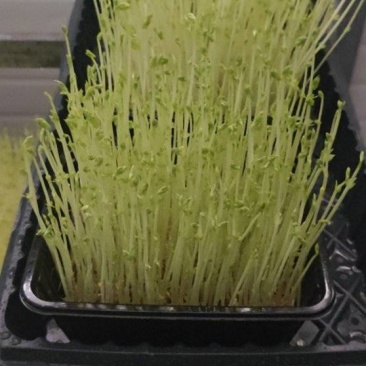芽苗菜