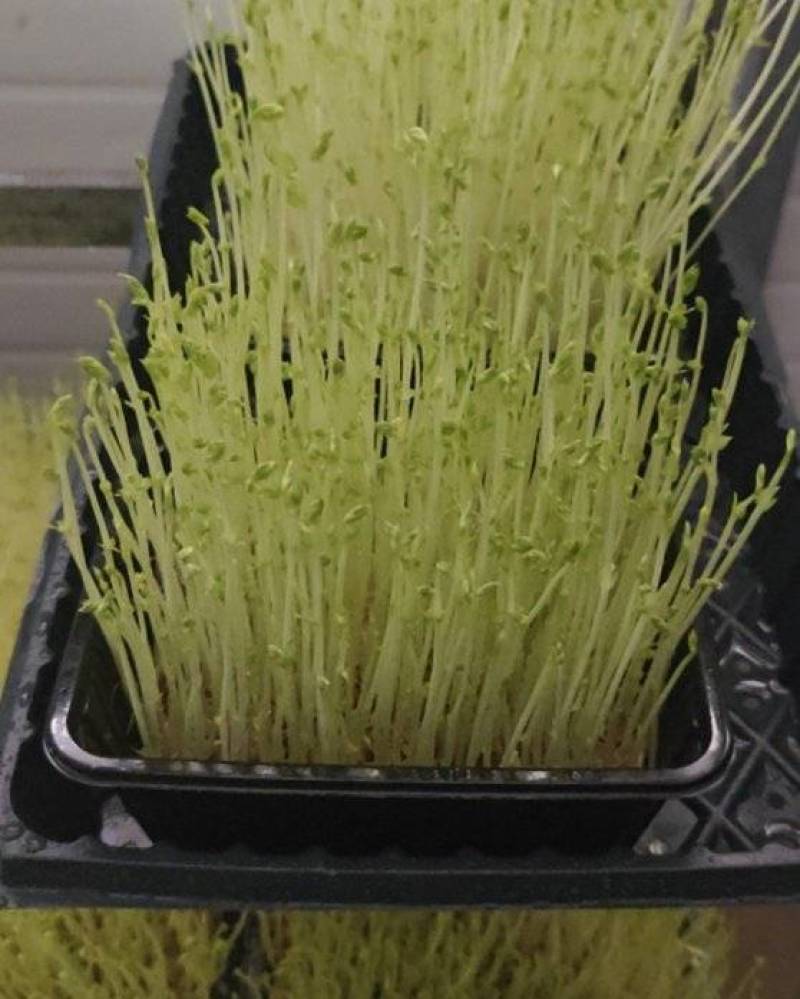 芽苗菜