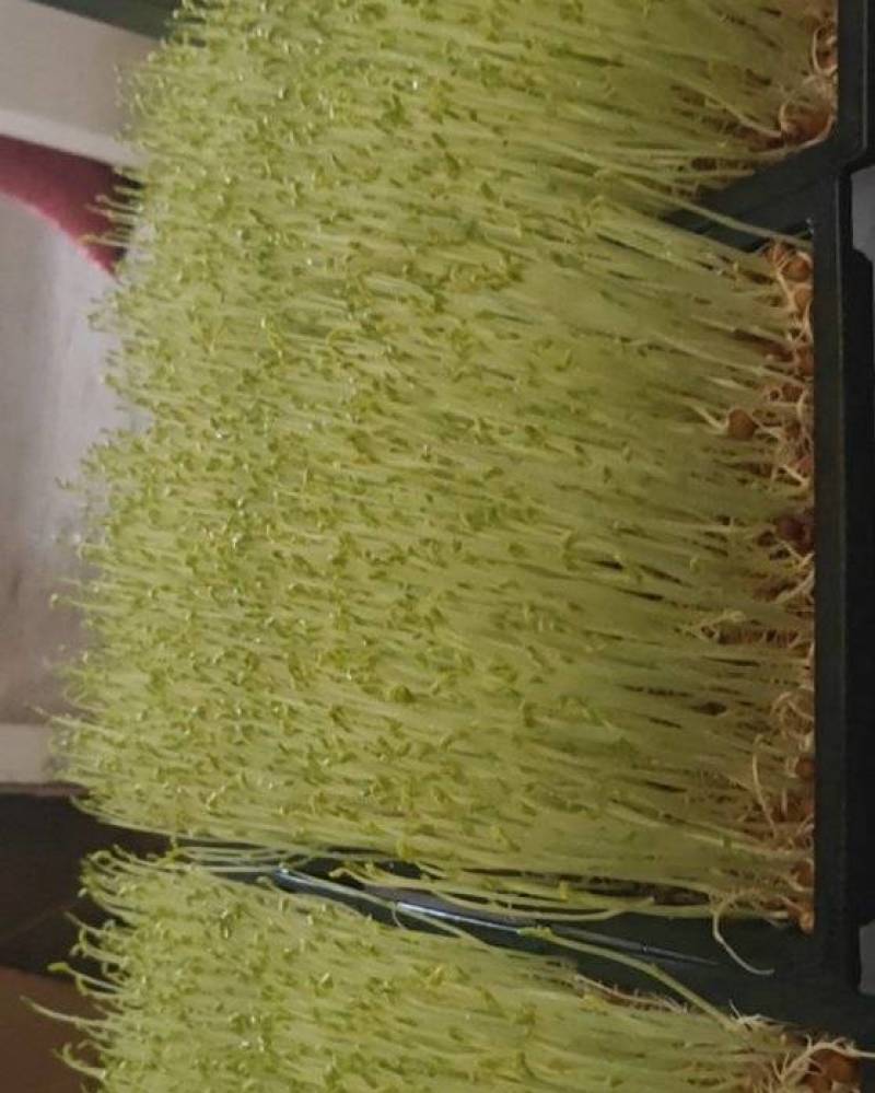 芽苗菜