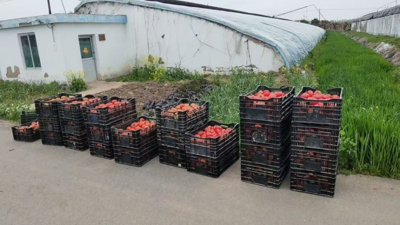 大口感炎玉硬皮可生吃酸甜大西红柿口感非常好