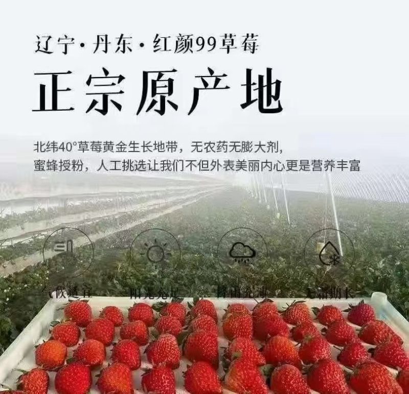 草莓