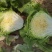 鸡腿白菜