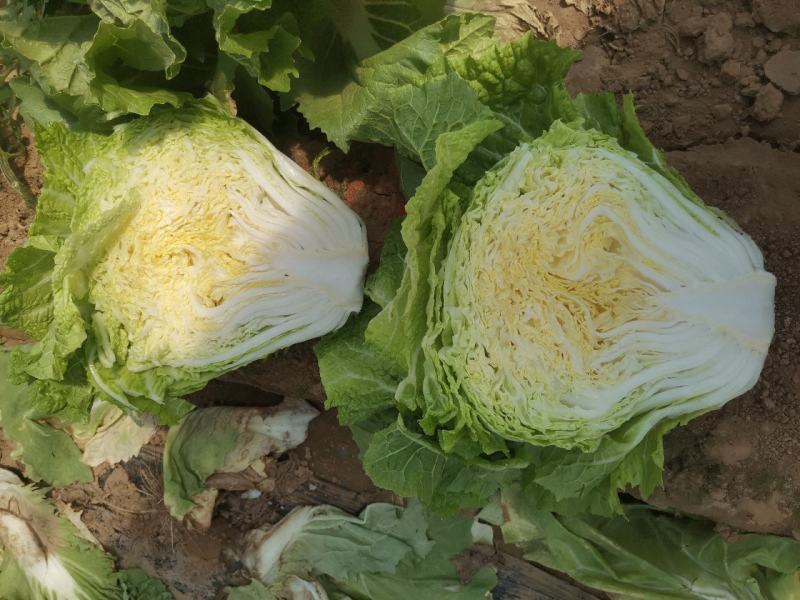 鸡腿白菜