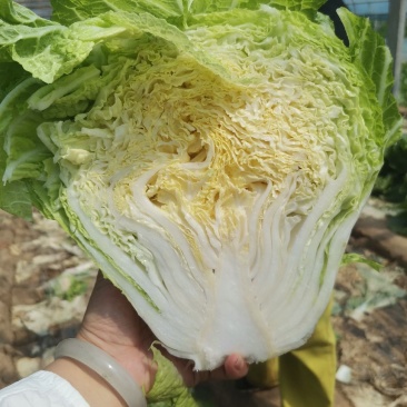 鸡腿白菜