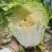 鸡腿白菜