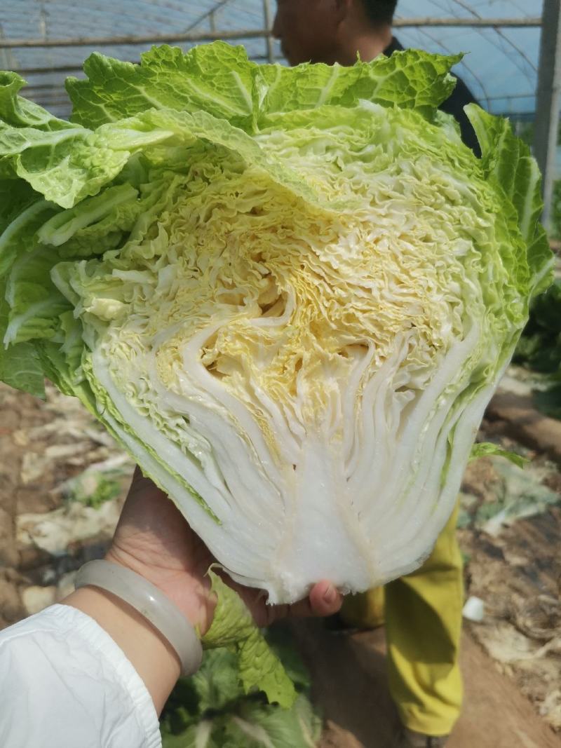 鸡腿白菜