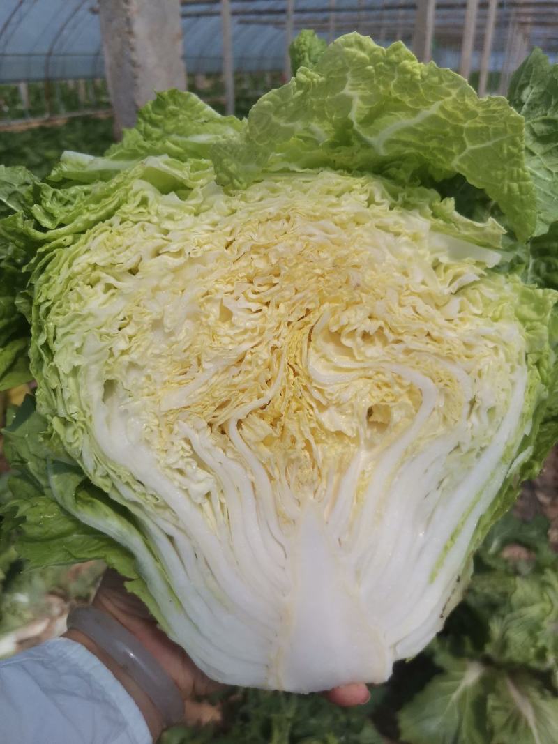 鸡腿白菜