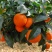 沃柑大量上市，有需要的老板滴滴