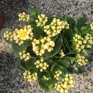 长寿花130盆