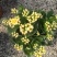 长寿花130盆