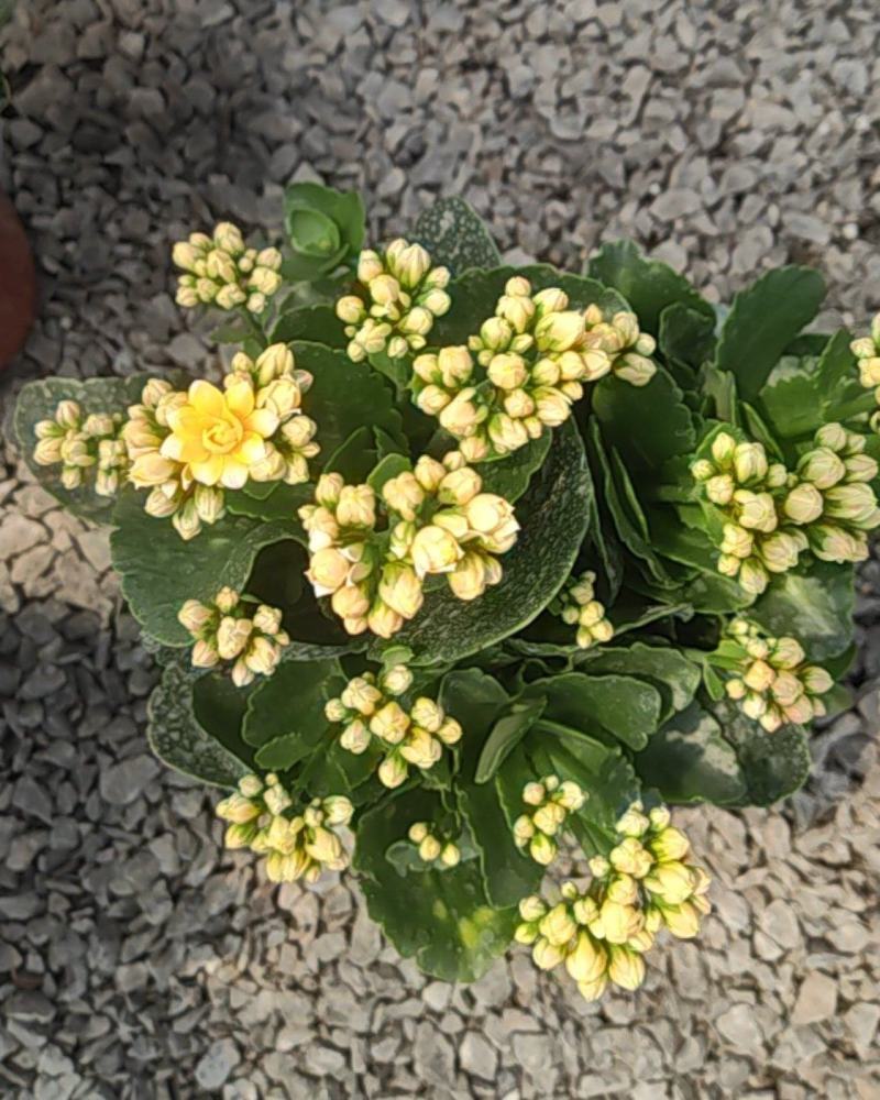 长寿花130盆
