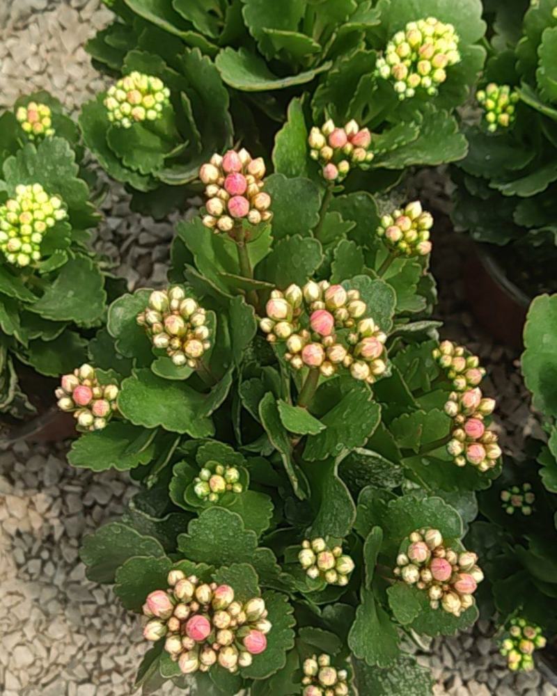 长寿花130盆