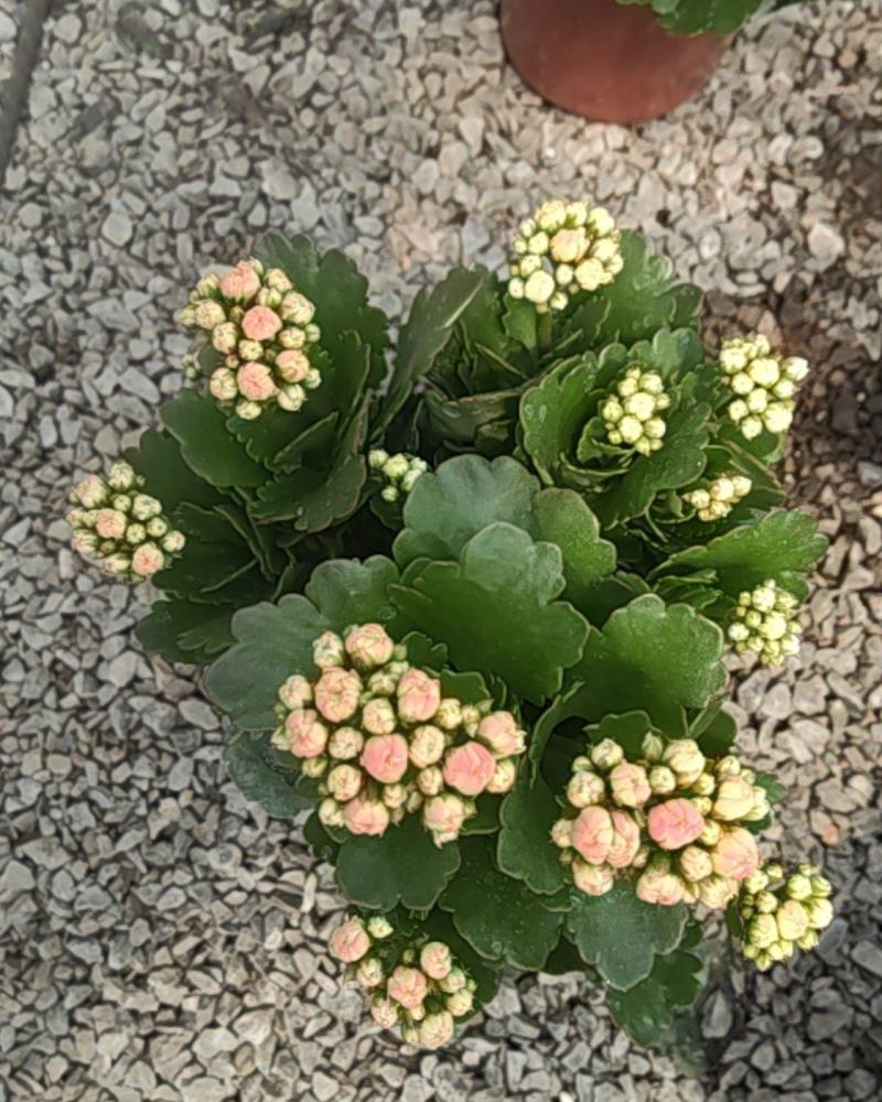 长寿花130盆