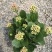 长寿花130盆