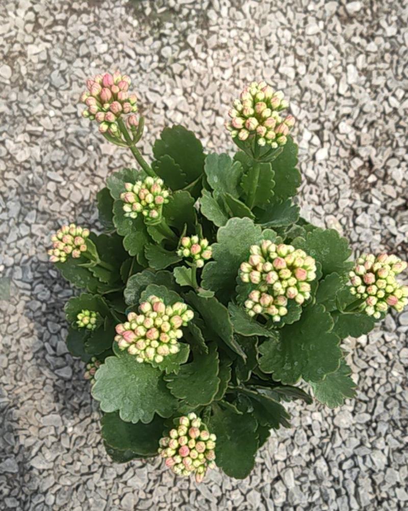 长寿花130盆