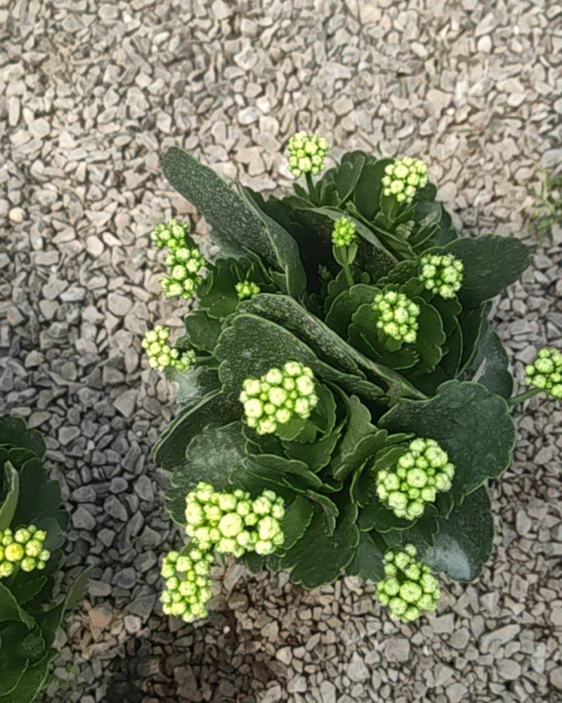 长寿花130盆