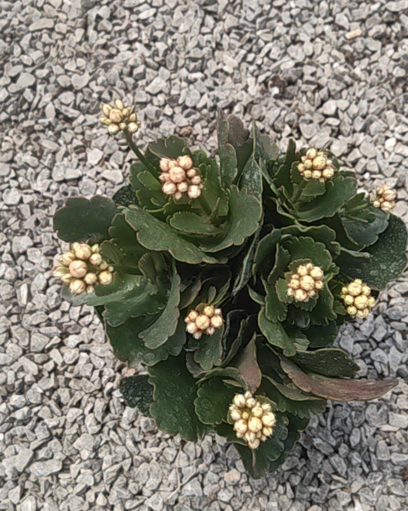 长寿花130盆