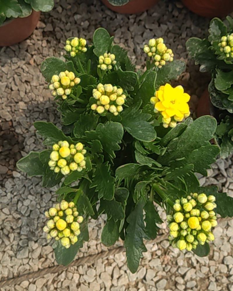 长寿花130盆