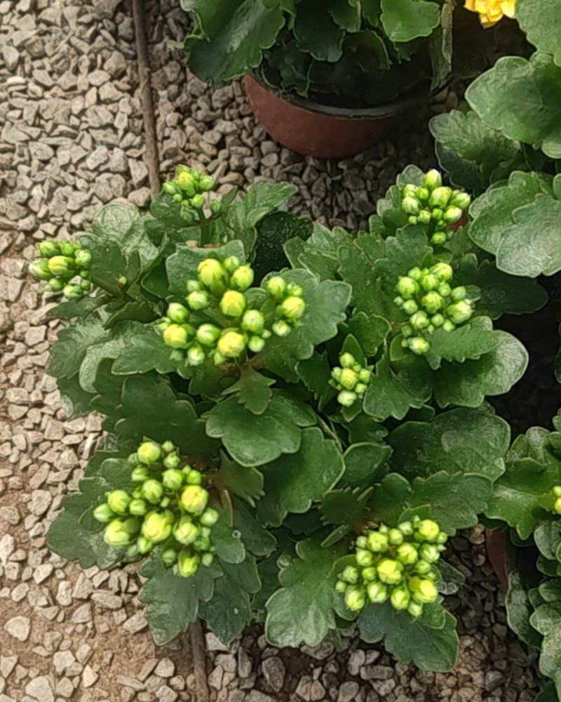 长寿花130盆