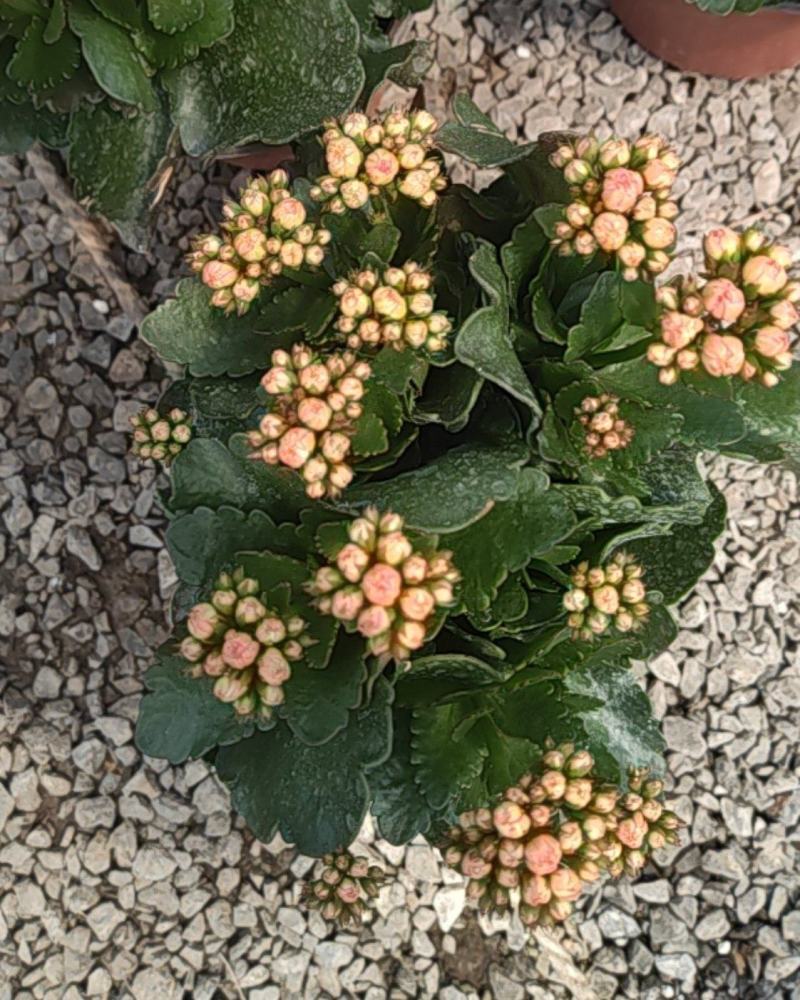 长寿花130盆