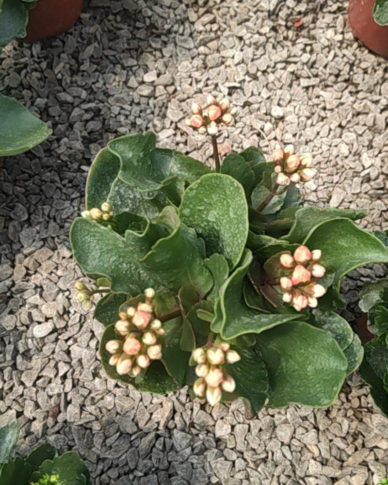 长寿花130盆