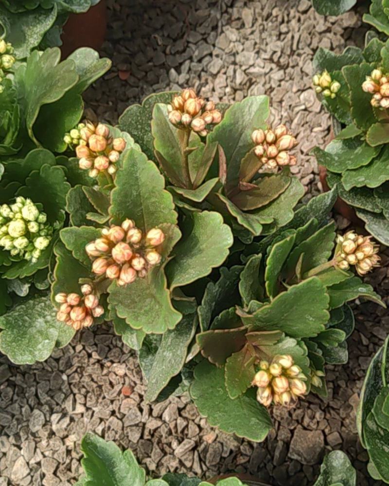 长寿花130盆