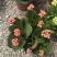 长寿花130盆