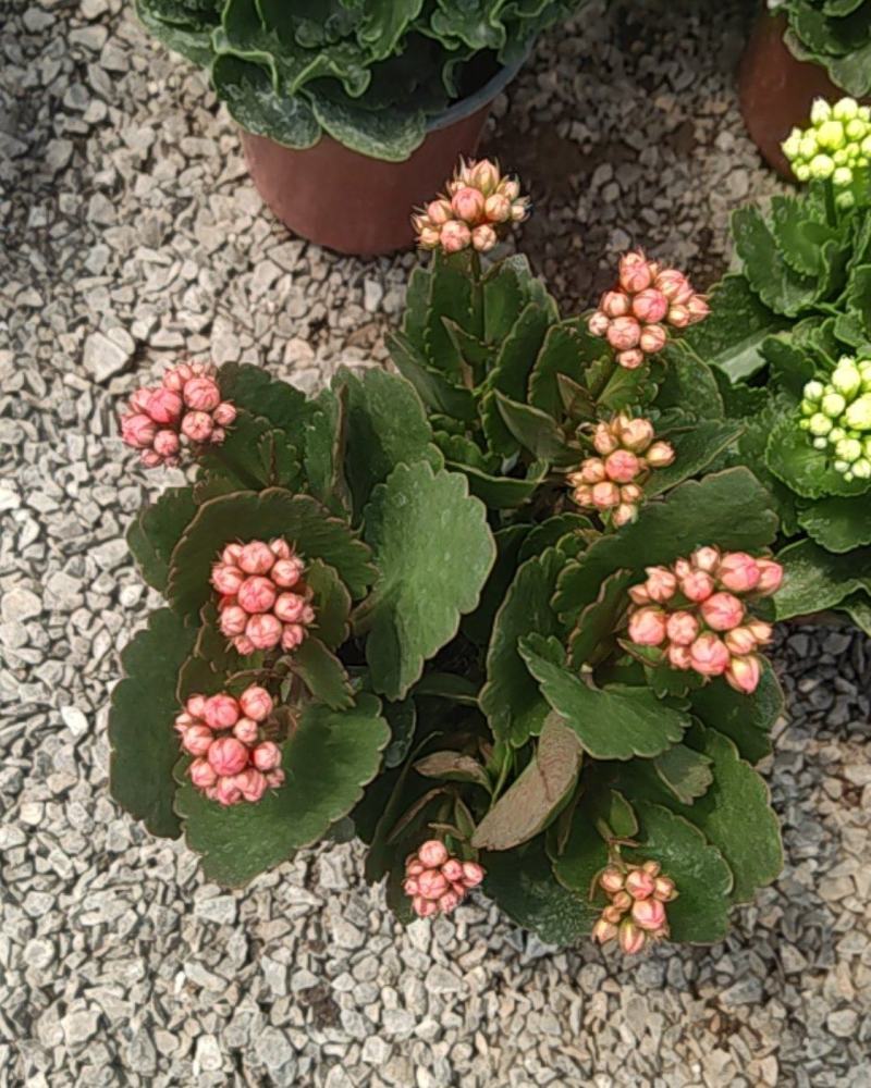 长寿花130盆
