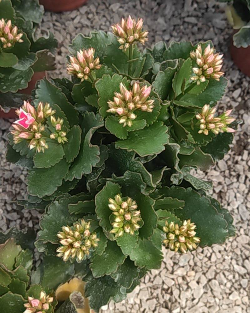 长寿花130盆