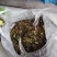 自己家的香椿量大