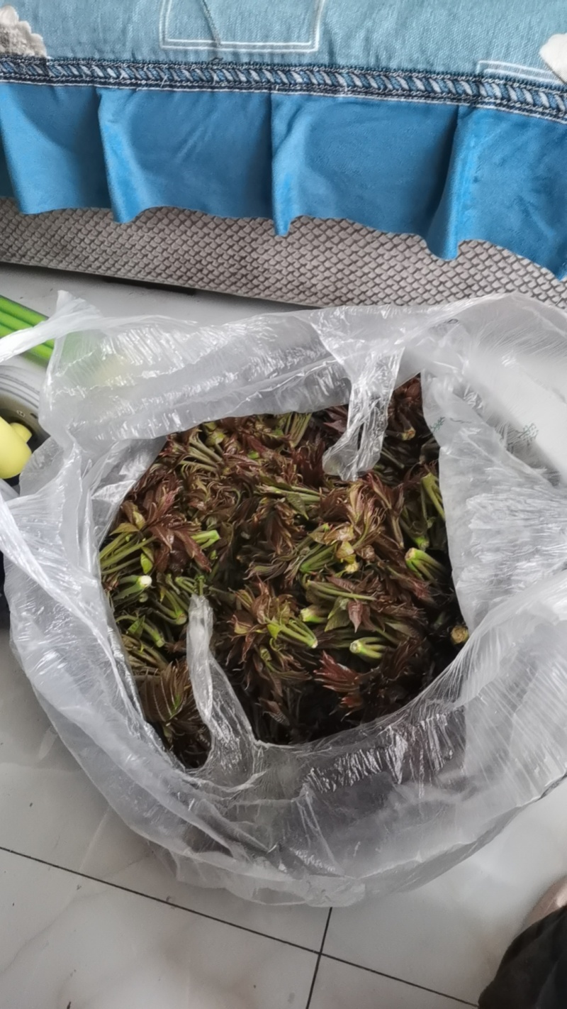 自己家的香椿量大