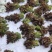 自己家的香椿量大