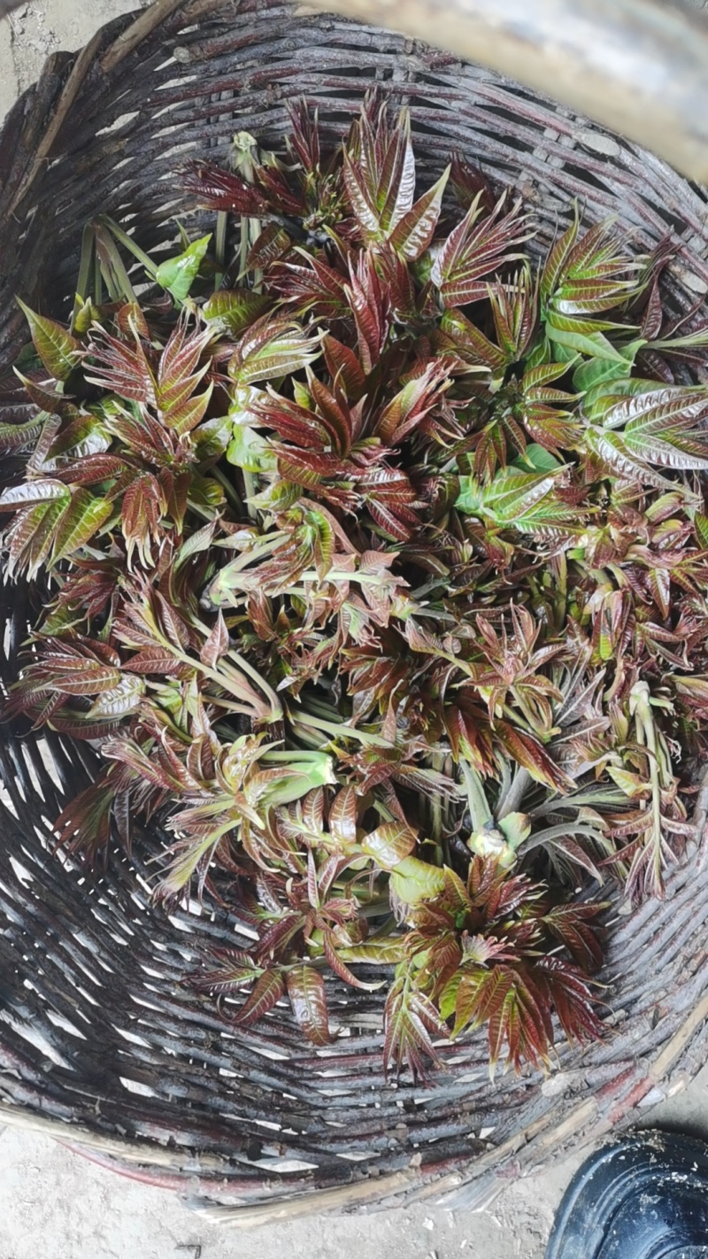 自己家的香椿量大