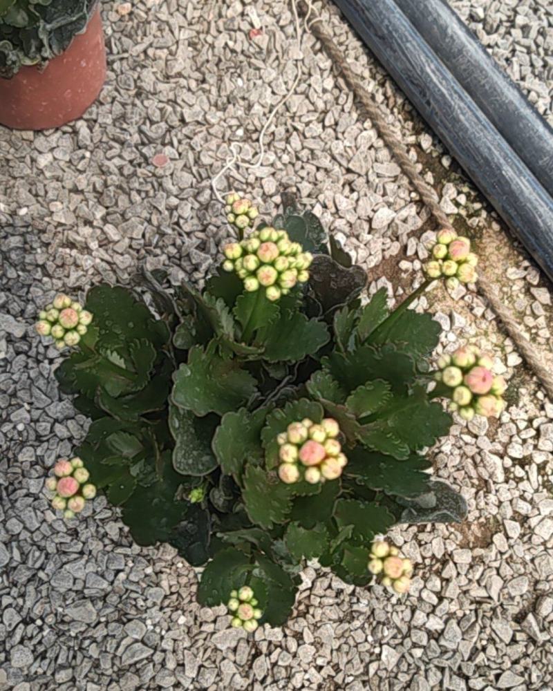 长寿花130盆