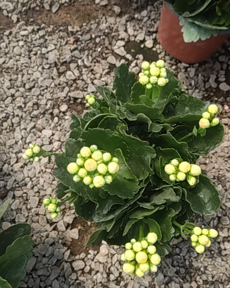 长寿花130盆