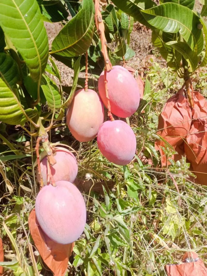 攀枝花椰香芒果，攀枝花凯特芒果