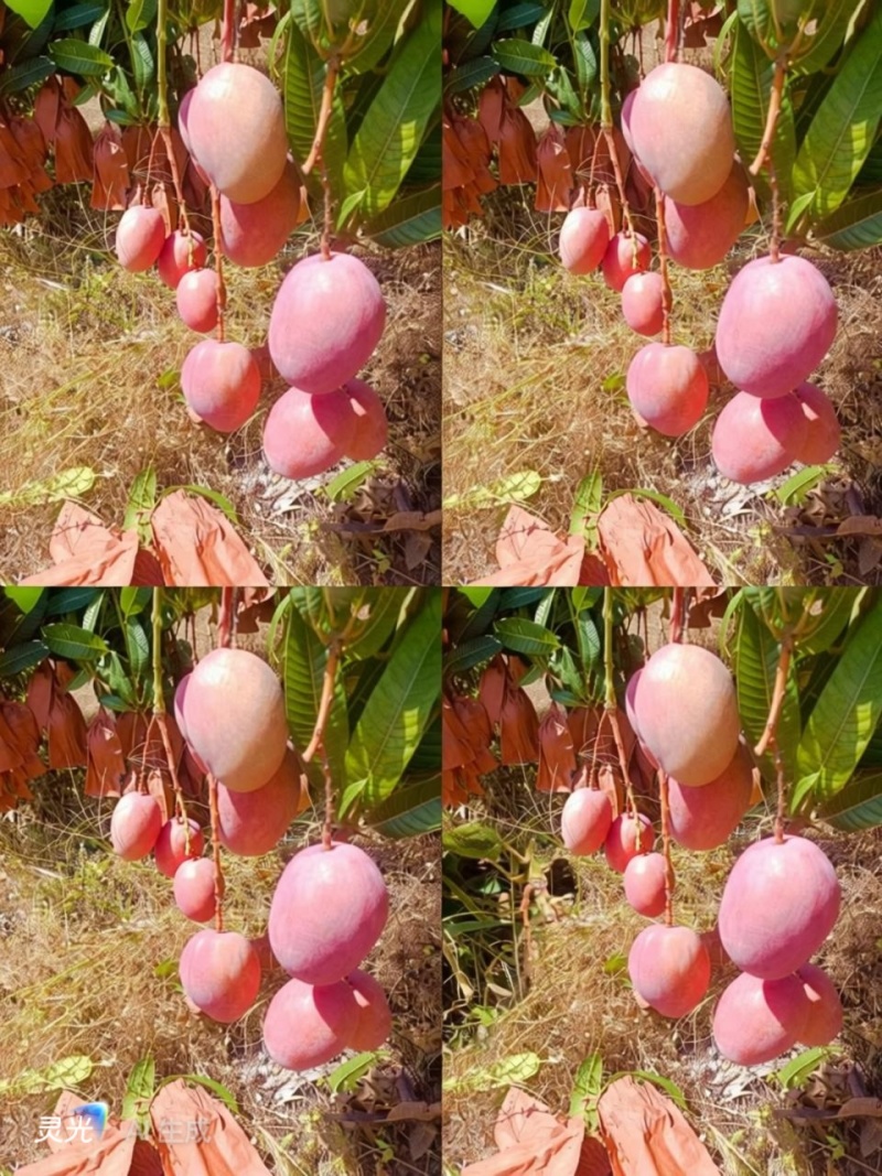 攀枝花椰香芒果，攀枝花凯特芒果