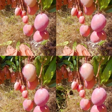 攀枝花椰香芒果，攀枝花凯特芒果