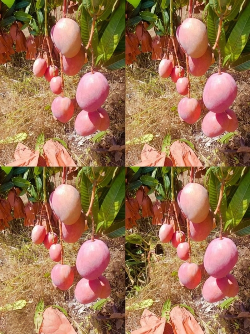 攀枝花椰香芒果，攀枝花凯特芒果