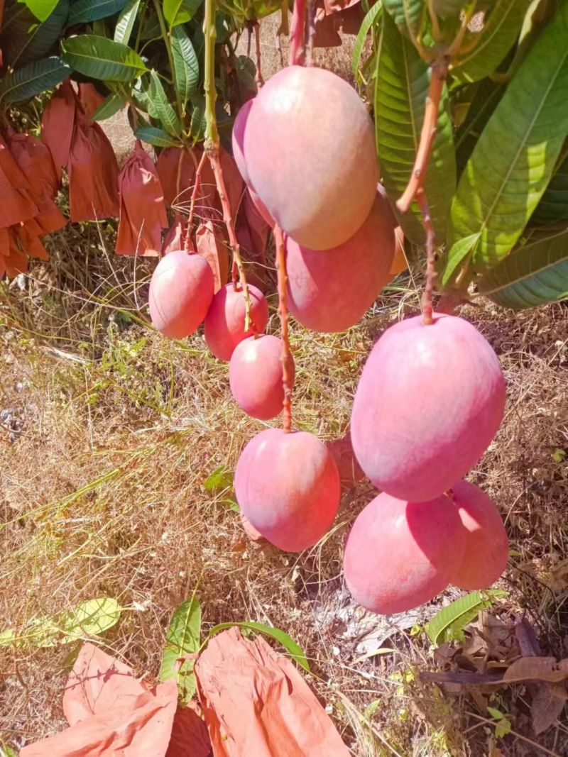 攀枝花椰香芒果，攀枝花凯特芒果