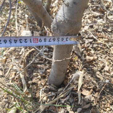 寒富苹果树碗苗
