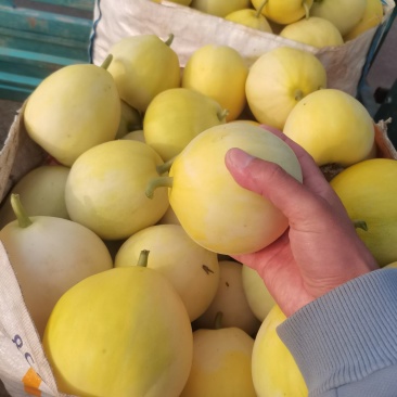甜瓜大量上市中